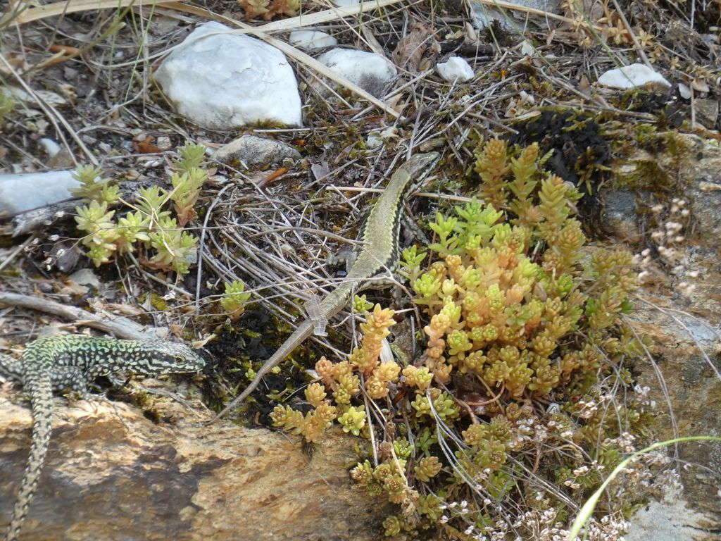 Podarcis muralis, maschio e femmina